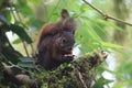 The red-tailed squirrel (Sciurus granatensis) in Ecuador Royalty Free Stock Photo