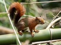 The Red-tailed Squirrel, Sciurus granatensis, sits on a thick bamboo and observes the surroundings. Colombia Royalty Free Stock Photo