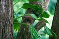 Young Red-tailed squirrel in Erasmus Cove on Tobago Royalty Free Stock Photo