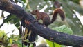 Red-tailed squirrel in a tree Royalty Free Stock Photo