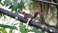 Red-tailed squirrel in a tree Royalty Free Stock Photo