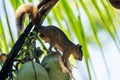 Red-tailed squirrel