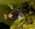 Red-Tailed SurgeonFish or Achilles Tang, acanthurus achilles Royalty Free Stock Photo