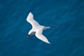 Red-tailed Tropicbird Royalty Free Stock Photo