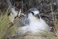 Red-tailed Tropicbird Chick Royalty Free Stock Photo