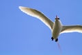 Red-Tailed Tropicbird in Flight
