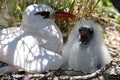 Red-tailed Tropicbird Mother with a Chick