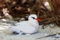 Red-tailed tropicbird Royalty Free Stock Photo