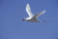 Red Tailed Tropicbird (Phaethon rubricauda) in flight Royalty Free Stock Photo