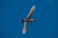 Red-tailed Tropicbird Royalty Free Stock Photo