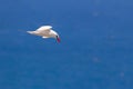 Red-tailed Tropicbird Phaethon rubricauda