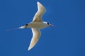 Red-tailed Tropicbird Phaethon rubricauda Royalty Free Stock Photo