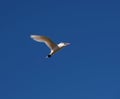 Red-tailed tropicbird Phaethon rubricauda on the island Nosy Ve Royalty Free Stock Photo