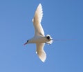 Red-tailed tropicbird Phaethon rubricauda on the island Nosy Ve Royalty Free Stock Photo