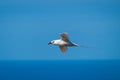 Red-tailed Tropicbird (Phaeton rubricaudra) in flight Royalty Free Stock Photo