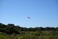 Red-tailed tropicbirds Phaethon rubricauda on the island Nosy Ve Royalty Free Stock Photo