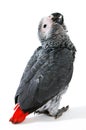 Red tale parrot on white Royalty Free Stock Photo