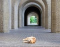 Red Tan Male Frenchie Relaxing in front of an Arched Hallway