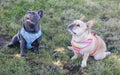 Red Tan right and Blue Isabella left Frenchies Begging for Treat Royalty Free Stock Photo