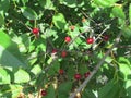 Red tart cherries among green leaves