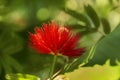 Red tassel flower Royalty Free Stock Photo