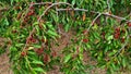 Red tasty cherries ripened in the summer on the branches in a rustic garden Royalty Free Stock Photo