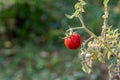 Close-up of a cherry tomato on a dried shrub Royalty Free Stock Photo