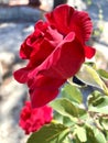 Red Rose Profile Royalty Free Stock Photo