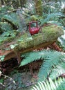 Finding teapots at Teapot Hill trail near Cultus Lake, Chilliwack, BC, Canada