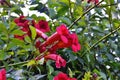 Red tecoma flowers branch in garden