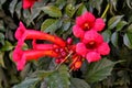 Red tecoma flowers branch in garden