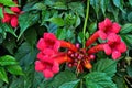 Red tecoma flowers branch in garden