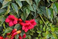 Red tecoma flowers branch in garden