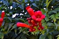 Red tecoma flowers branch in garden