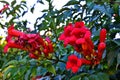 Red tecoma flowers branch in garden