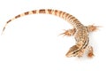 Red Tegu Royalty Free Stock Photo