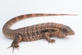 The red tegu lizard Salvator rufescens  on white background Royalty Free Stock Photo