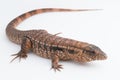 The red tegu lizard Salvator rufescens  on white background Royalty Free Stock Photo