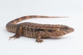 The red tegu lizard Salvator rufescens  on white background Royalty Free Stock Photo