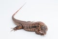 The red tegu lizard Salvator rufescens  on white background Royalty Free Stock Photo