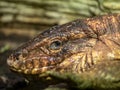 red tegu, Tupinambis rufescens, is a relatively large lizard, colored red, from which it got its name