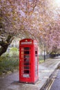 A red telephone booth under a tree in full blossom in London Royalty Free Stock Photo