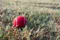 Red tennis ball on dew drops wet green grass track play ground Royalty Free Stock Photo