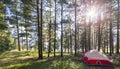 Red tent at a secluded campsite in the Colorado mountains with sunlight shining through the trees