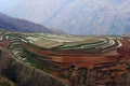 The red terrace of Yunnan, China