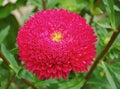 Red terry aster flower