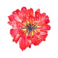 Red terry tulip. Hand drawn watercolor illustration. Isolated on white background Royalty Free Stock Photo