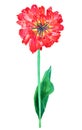 Red terry tulip. Hand drawn watercolor illustration. Isolated on white background Royalty Free Stock Photo