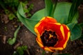 Red terry tulip with muscari in the background.