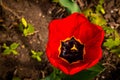 Red terry tulip with muscari in the background.